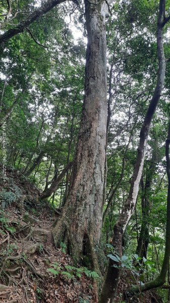 《新竹》斷崖神木｜北得拉曼步道小P繞202510172917544