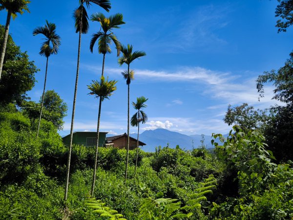 2024-08-22 澀水森林步道2578466