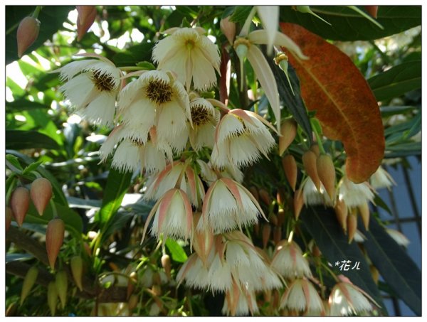 三義/水石榕的花開977973