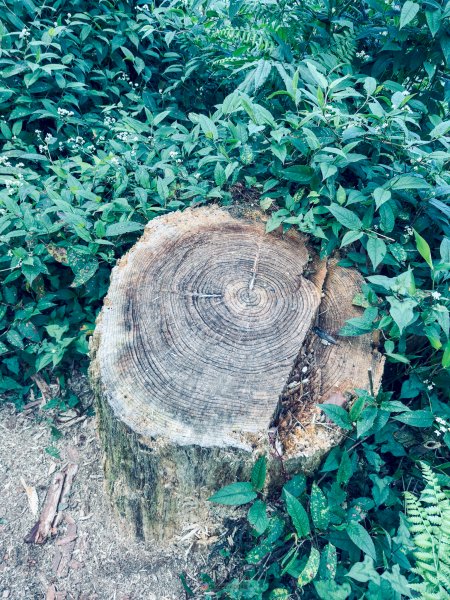 小百岳大凍山2775055