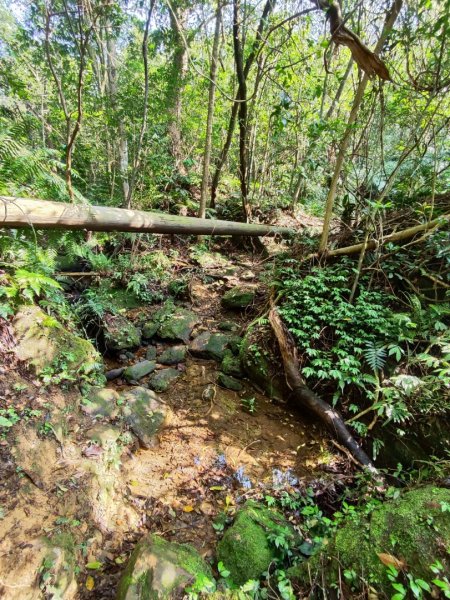 新山夢湖-友蚋山-友蚋南峰-五指山古道2755377
