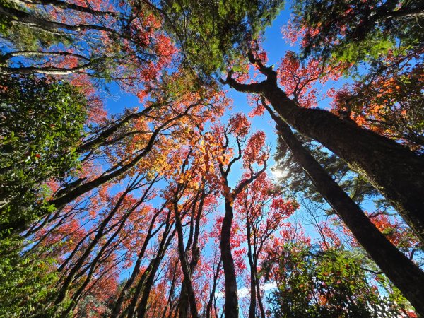 鳶嘴稍來山之楓紅／雲海2974108