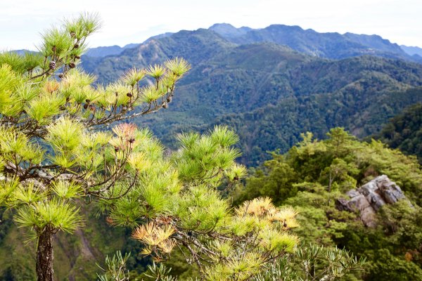 鳶嘴稍來山：晨曦與林相529072