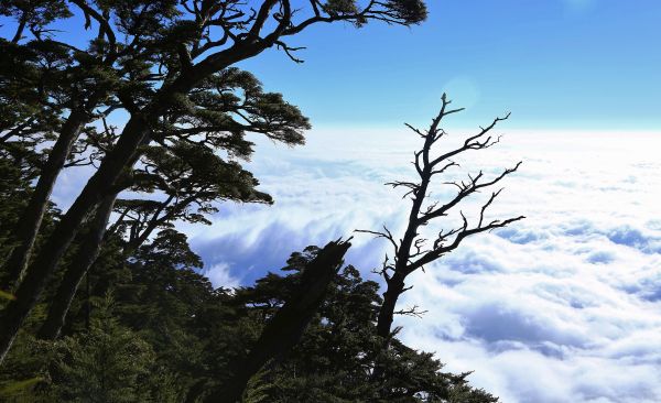 大武地壘---鐵杉-雲海-月色-變色葉140668