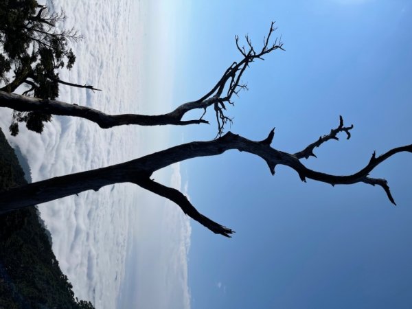 見證最美麗北大武山雲海、鐵杉1318839