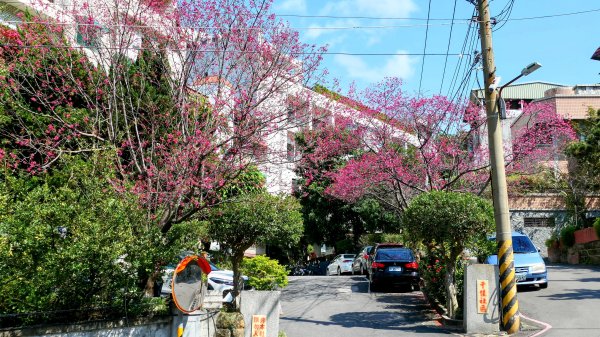 《蝶戀花・善光寺禪門櫻花》2709762