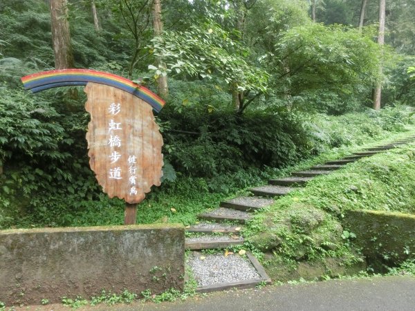 溪頭銀杏神木彩虹橋459535