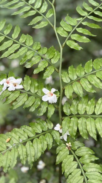 20250504大艽芎古道2837813