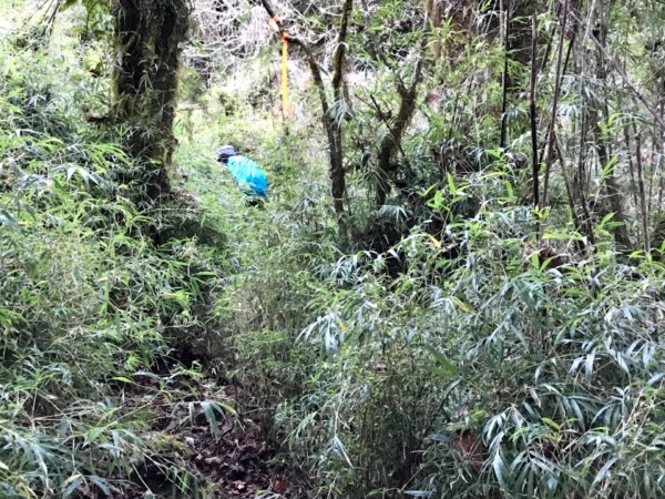 自忠上東水山連走特富野古道1244516