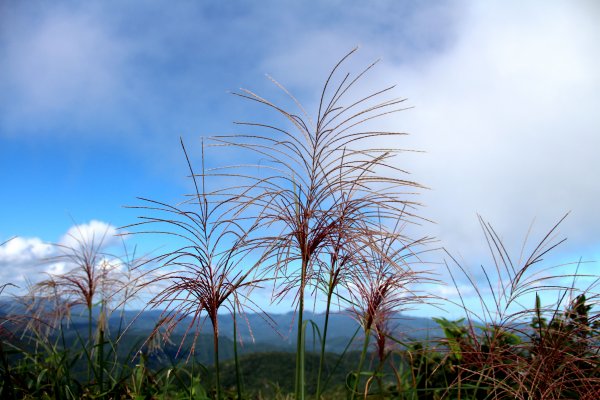 草嶺古道-桃源谷遍野芒花翻飛，飽覽絕美山海奇景！2335621