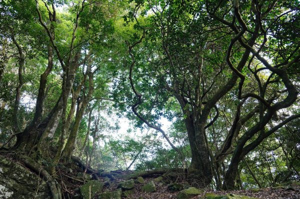 苗栗 泰安 洗水山2399070