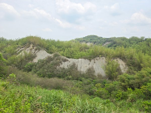 2025-04-07 左鎮後坑古道（牛港嶺）2757648