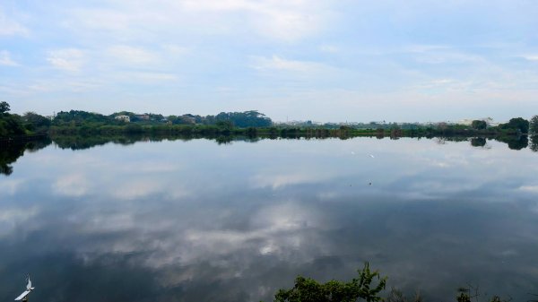 《臨江仙。黃花風鈴木》2735398