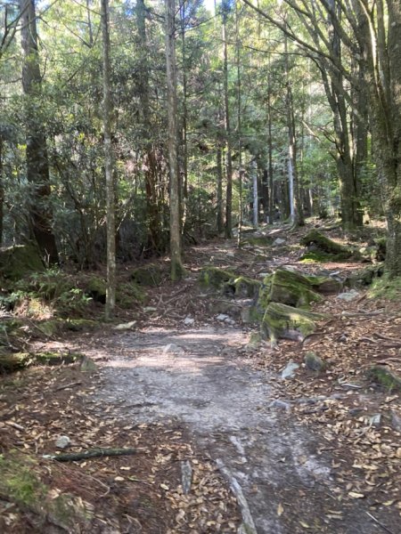 觀霧森林遊樂區（榛山及檜山巨木步道）3060140