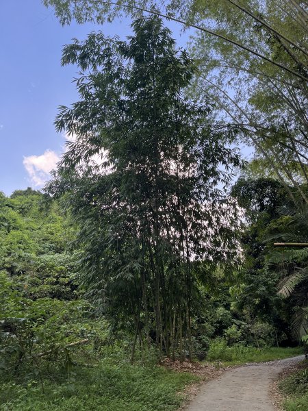 [百山百鳥尋旅-04/15] 2025_0817 龍過脈森林步道2863231