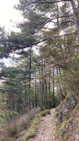 玉山前峰。石瀑大餐吃飽吃滿1482906