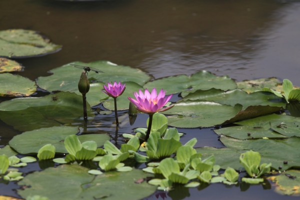 20160508新北市三芝區三生賞桐花步道90753