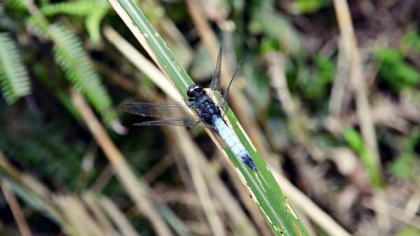 淡蘭古道中路（闊瀨崩山坑環線）989173