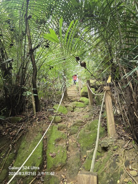 2026-03-21微笑山線：【鳶山山系】鳶山彩壁段3020493