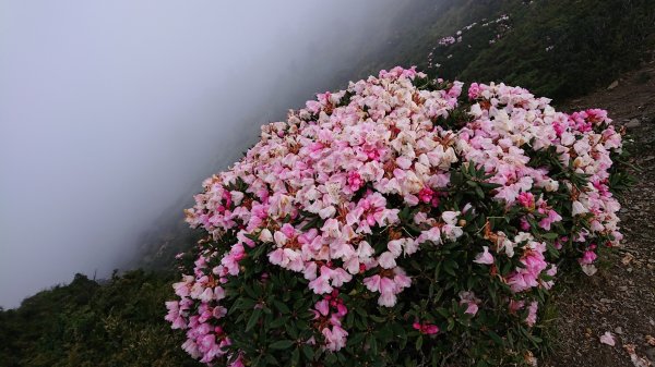 合歡山五座百岳賞杜鵑花587094