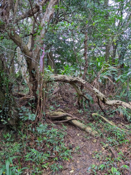 麟光至萬隆 南港山列 福州山 中埔山 芳蘭山1663780