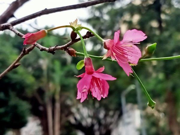 春暖花開的內湖文德三號公園、瑞陽公園、大港墘公園【齊心鞋力向前走】2025372