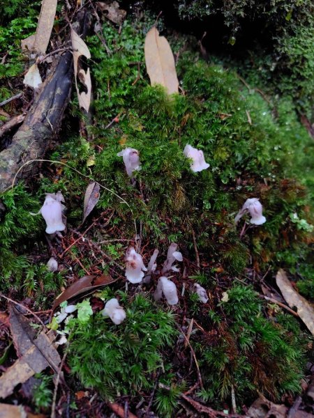 稍來小雪山國家步道、船型山、鞍馬山、鞍馬山東北峰、天池、雪山神木2799852