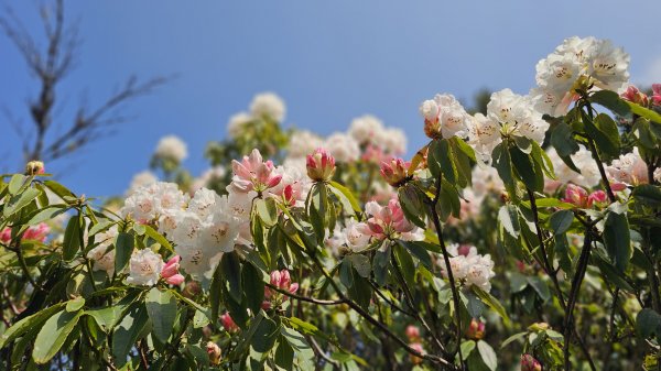 【閒閒南橫摘星去！】百岳#077關山嶺山。美麗壯闊中卻帶點淡淡哀愁的南橫公路。3036085