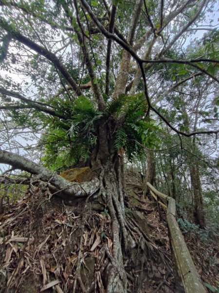 九份二山-小百岳#47-南投縣國姓鄉2471133