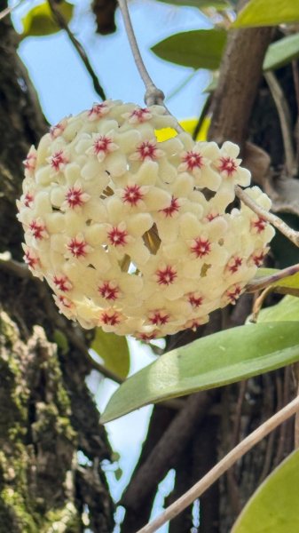 嘉義-圳北古道2763684