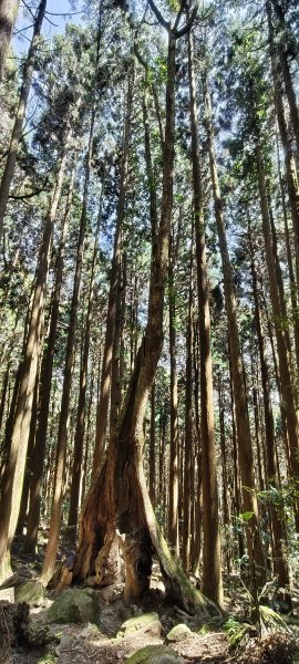 2026/03/18 加里山+大坪山 O型3020019