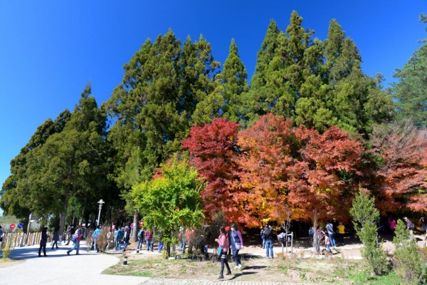 福壽山農場賞楓7354