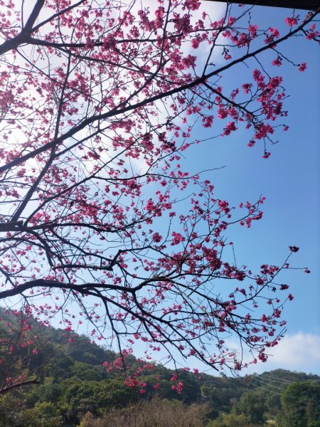 貓空樟湖、樟樹環型步道2414908