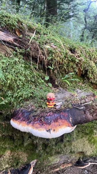 北ㄧ段-審馬陣-南湖北山-南湖北峰-南湖大山-南湖東峰2859114