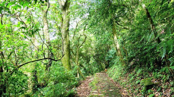 環七星山步道2837886