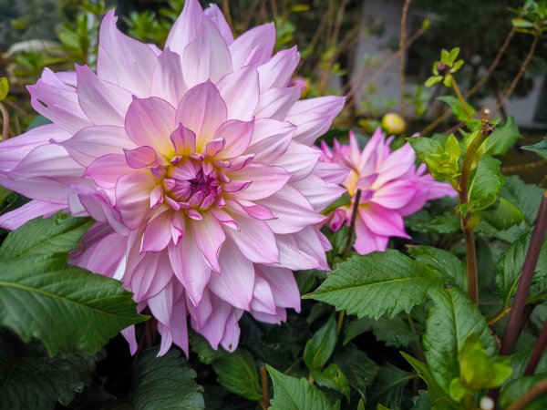 2025-03-08 汶水三山：金童山、汶水山、玉女山 連走2736576