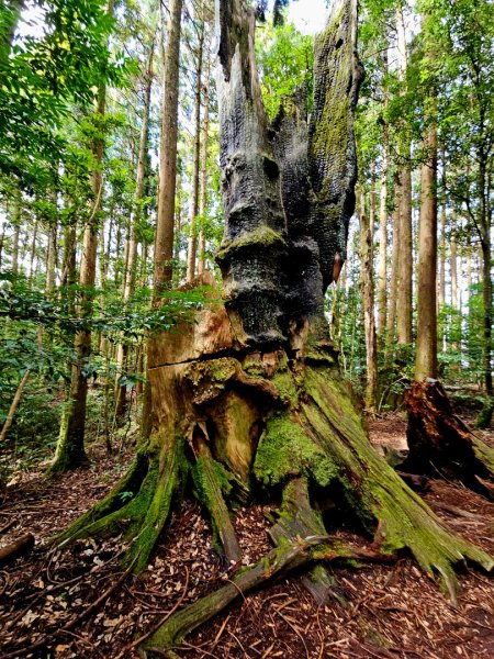 野馬瞰山步道-2025森遊竹縣皮皮獅探險隊2895232
