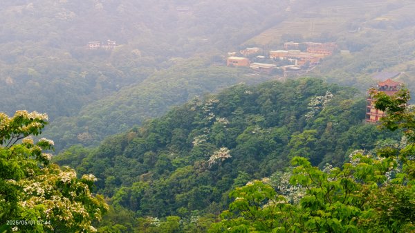 翡翠水庫壩頂 #火燒雲雲海 #日出雲海 #鱷魚島 #藍腹鷴 4/292773803