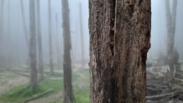 《南投》忘憂森林｜嶺頭山及金柑樹山O繞(留龍頭起登)202303182076880