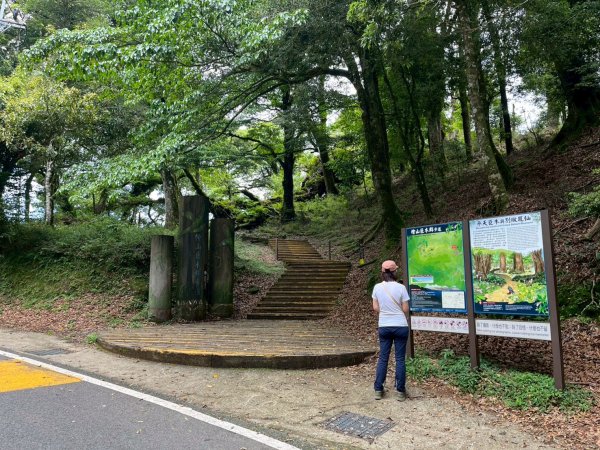 新竹 五峰 觀霧國家森林遊樂區 蜜月小徑+檜山巨木群步道2811449