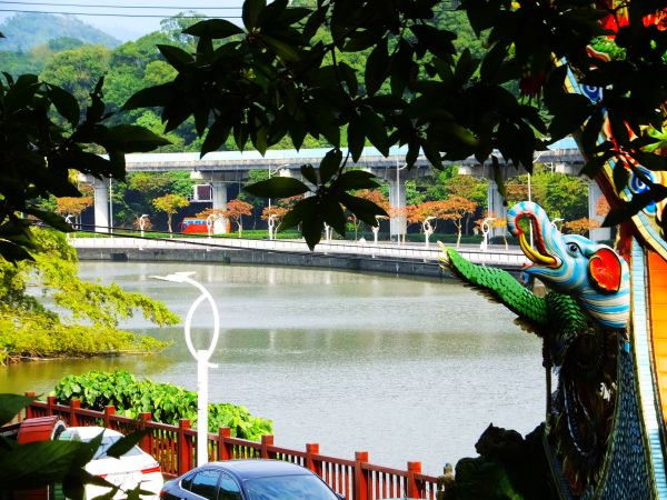 白鷺鷥山與大湖公園落羽松步道235807