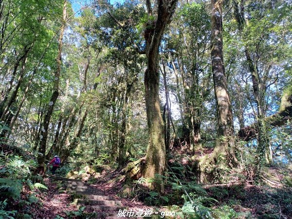 【嘉義。阿里山鄉】小百岳集起來。 編號60小百岳-奮起湖大凍山步道1579191