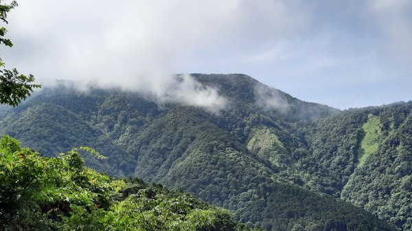 《台中》避暑兼消暑｜香杉林長壽山O繞林道202207191768338