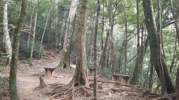 《新竹》斷崖神木｜北得拉曼步道小P繞202510172917577