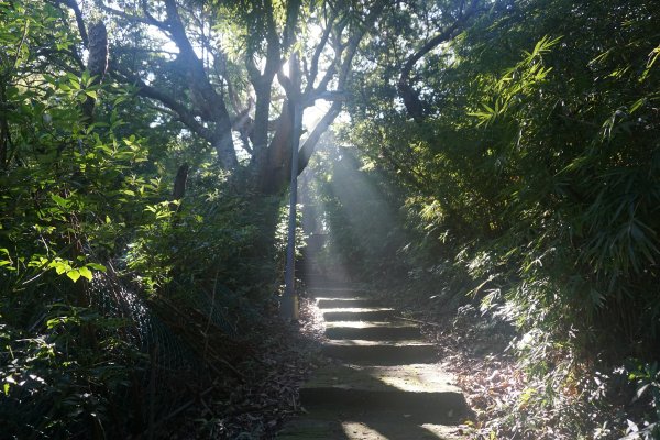 古道探訪｜竹林小徑、百年老樹幽靜古道1180475