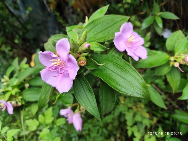 小金面山→西湖山→論劍山→剪刀石山→金面山步道2796813