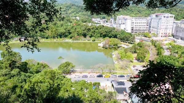 《蝶戀花。酸藤一生》2723352