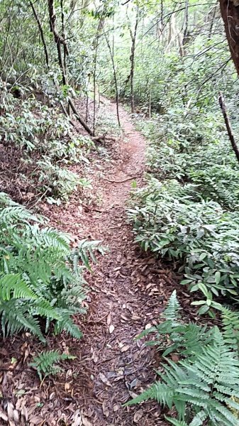20250607 新竹竹東三山(樹杞林山 - 新具庄山 - 員崠子山)  O型2809008