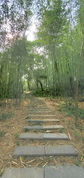 2023-06-23萬人山、六十石山步道群、羅山村竹林步道2193624