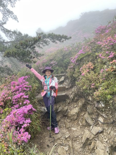 合歡北峰紅毛杜鵑盛開_202406052518342